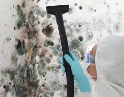 Why You Should Choose Our Mold Remediation Services in Perry, FL